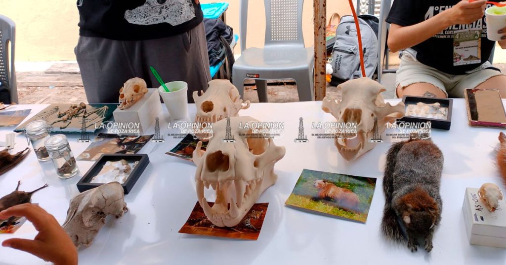 Fósiles únicos y mesas sobre basura: ciencia en Tecolutla