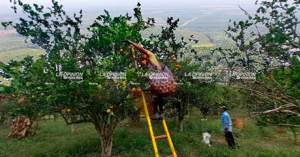 Plaga HLB reduce 40% la producción citrícola