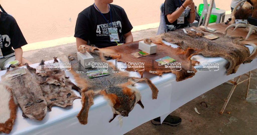 Fósiles únicos y mesas sobre basura: ciencia en Tecolutla