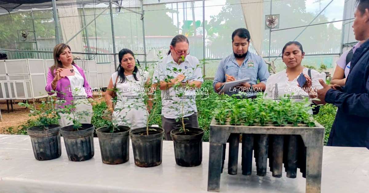 Yucatán comparte modelo exitoso contra el HLB