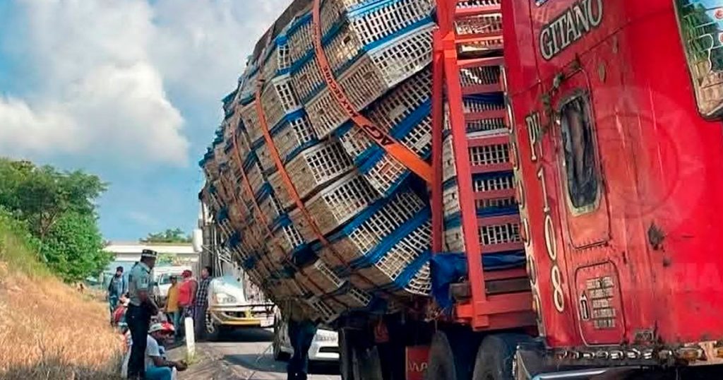 ¡Se querían rapiñar cientos de pollos!