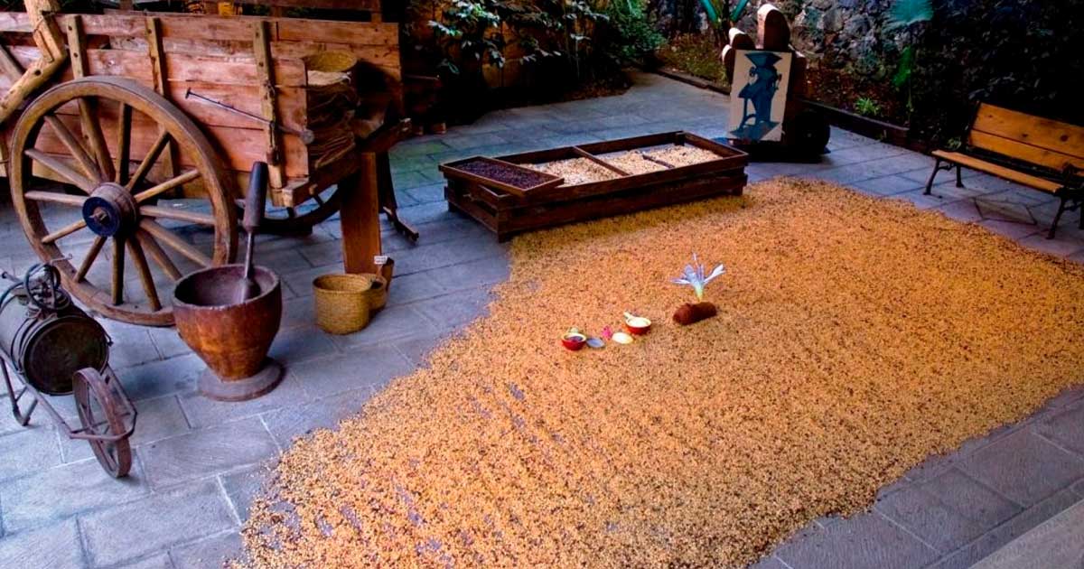 Día Internacional del Café: Veracruz, tierra de riqueza cafetalera y motor de turismo Día Internacional del Café: Veracruz, tierra de riqueza cafetalera y motor de turismo