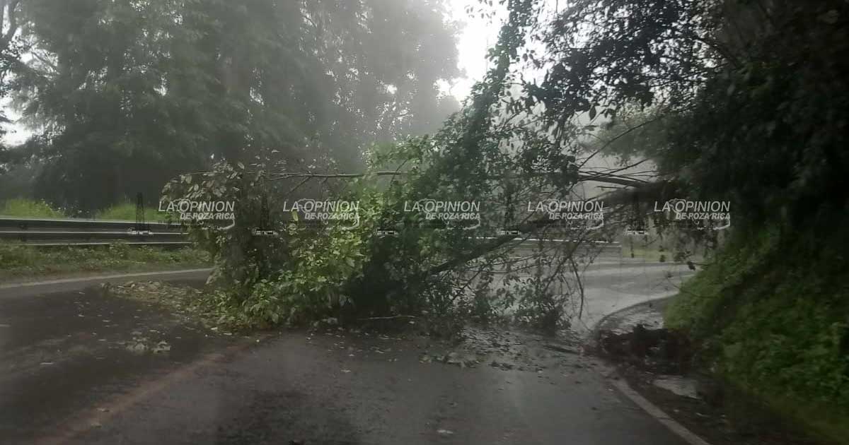 Árbol caído en carretera México-Tuxpan, por lluvias