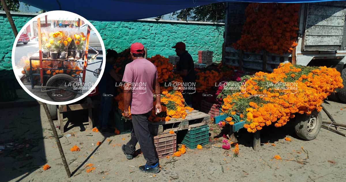 Llega la flor de cempasúchil a los mercados locales Llega la flor de cempasúchil a los mercados locales