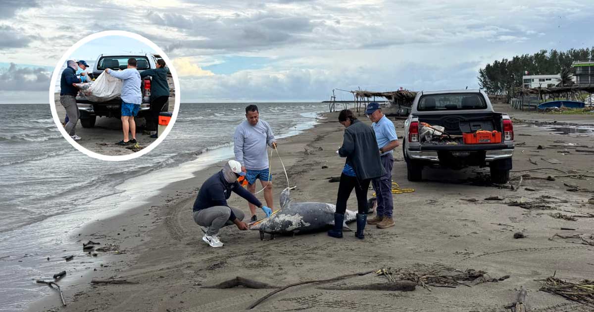 Pescadores se encuentran a delfín muerto en playa