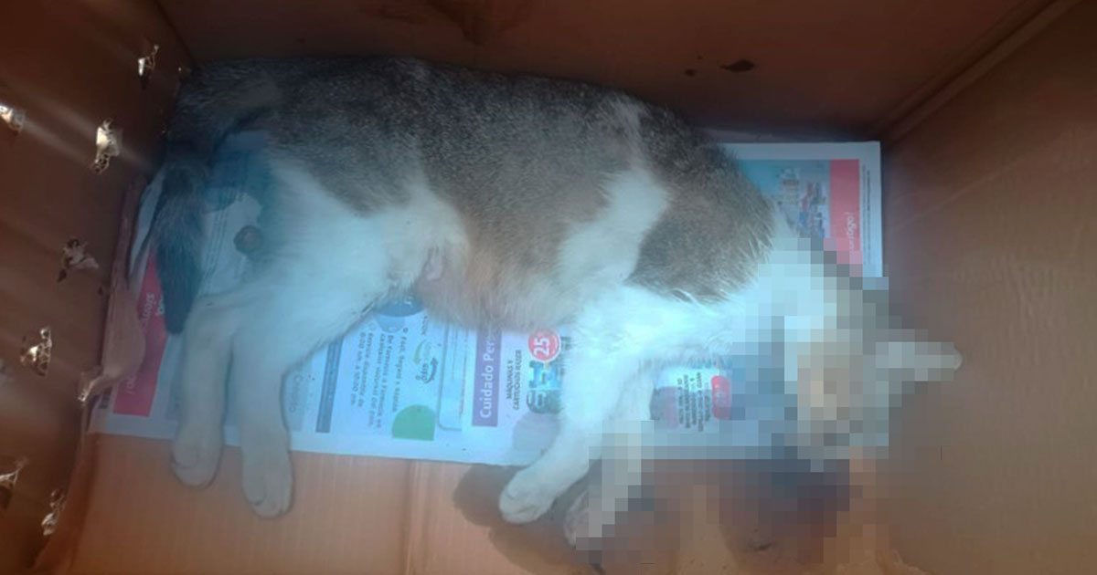 ENVENENAN A 33 GATOS EN REFUGIO ENVENENAN A 33 GATOS EN REFUGIO