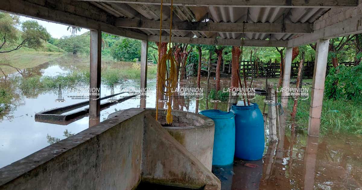 Ganaderos piden apoyo: las inundaciones arrasaron con su campo y ganado Ganaderos piden apoyo: las inundaciones arrasaron con su campo y ganado