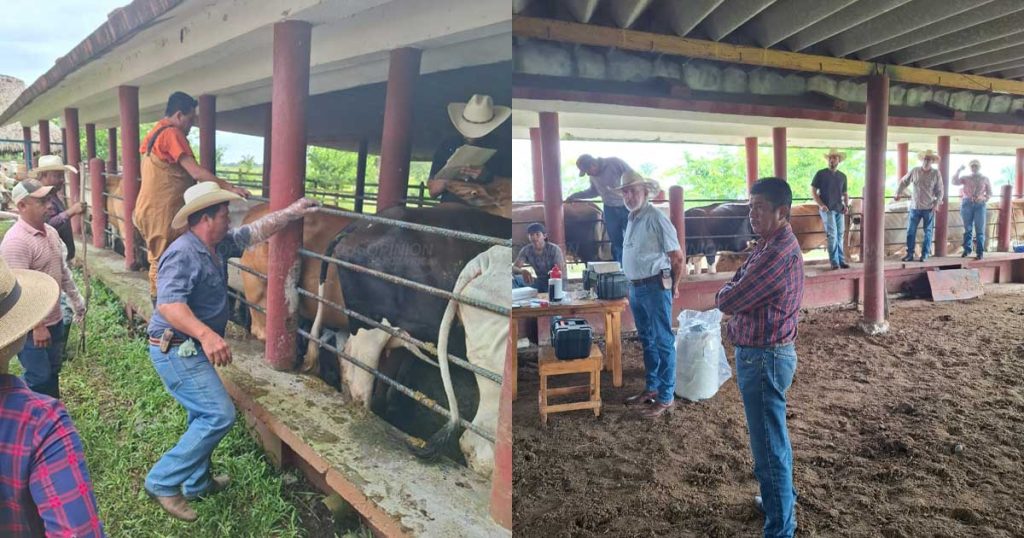 Ganaderos de Tecolutla piden apoyo tras las afectaciones por lluvias e inundaciones Ganaderos de Tecolutla piden apoyo tras las afectaciones por lluvias e inundaciones