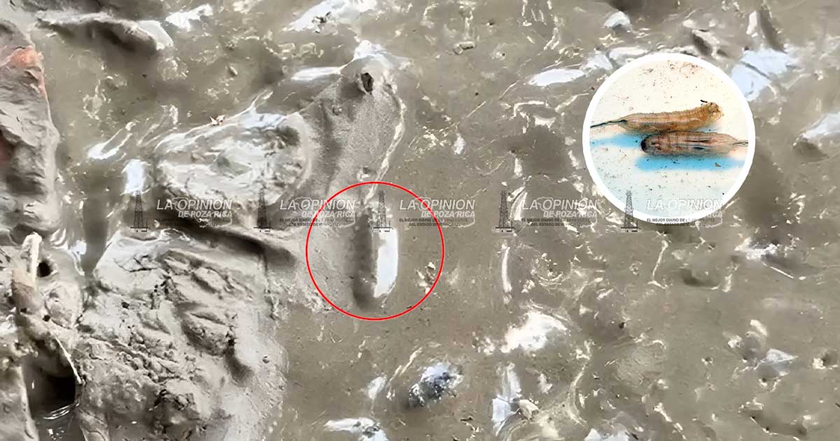 Temen presencia de gusano cola de rata Temen presencia de gusano cola de rata