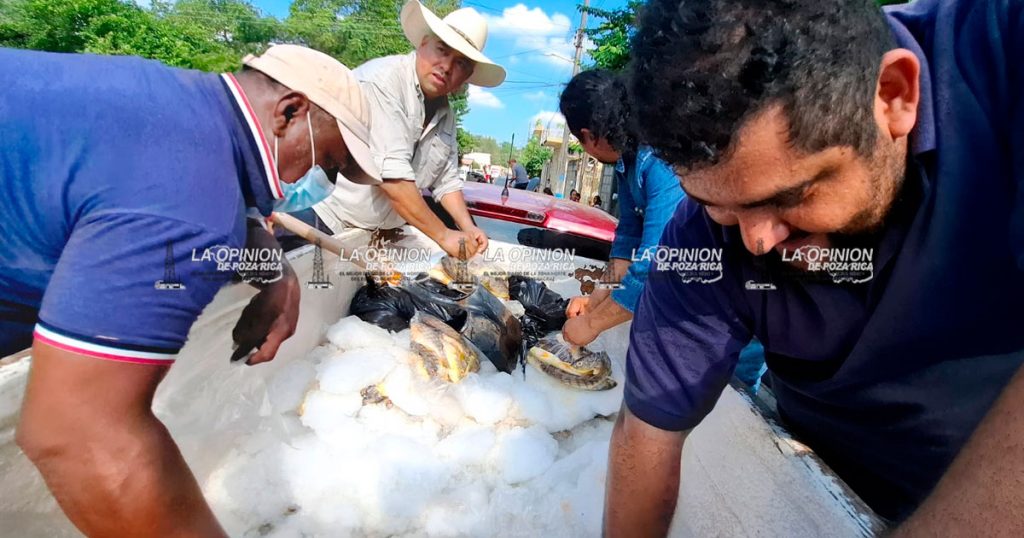 Cargamento de pescado para los damnificados Cargamento de pescado para los damnificados