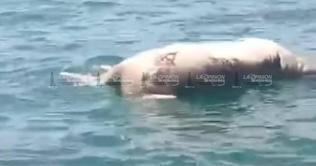 No solo el Atracadero, también animales llegan a playas de Coatzacoalcos No solo el Atracadero, también animales llegan a playas de Coatzacoalcos