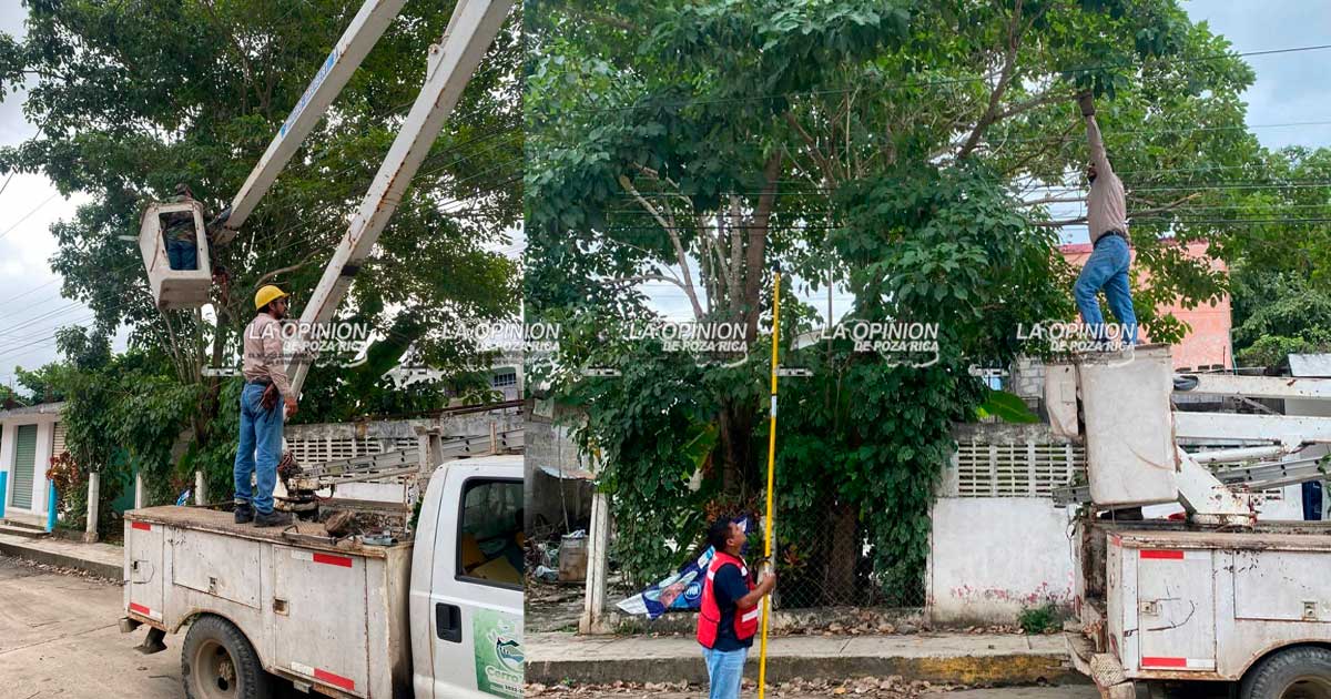 Caídas de árboles y cortes de energía eléctrica en Cerro Azul Caídas de árboles y cortes de energía eléctrica en Cerro Azul