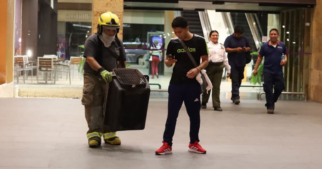 Nutria se mete a fuente de centro comercial Nutria se mete a fuente de centro comercial