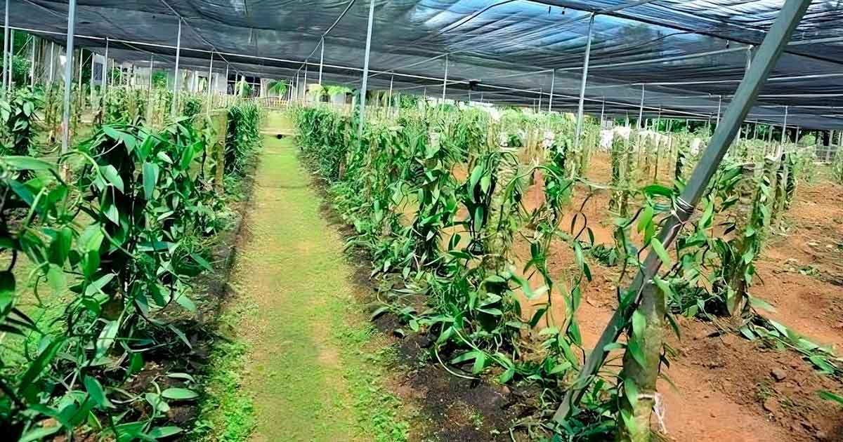 Papantla, el número uno en producción de vainilla