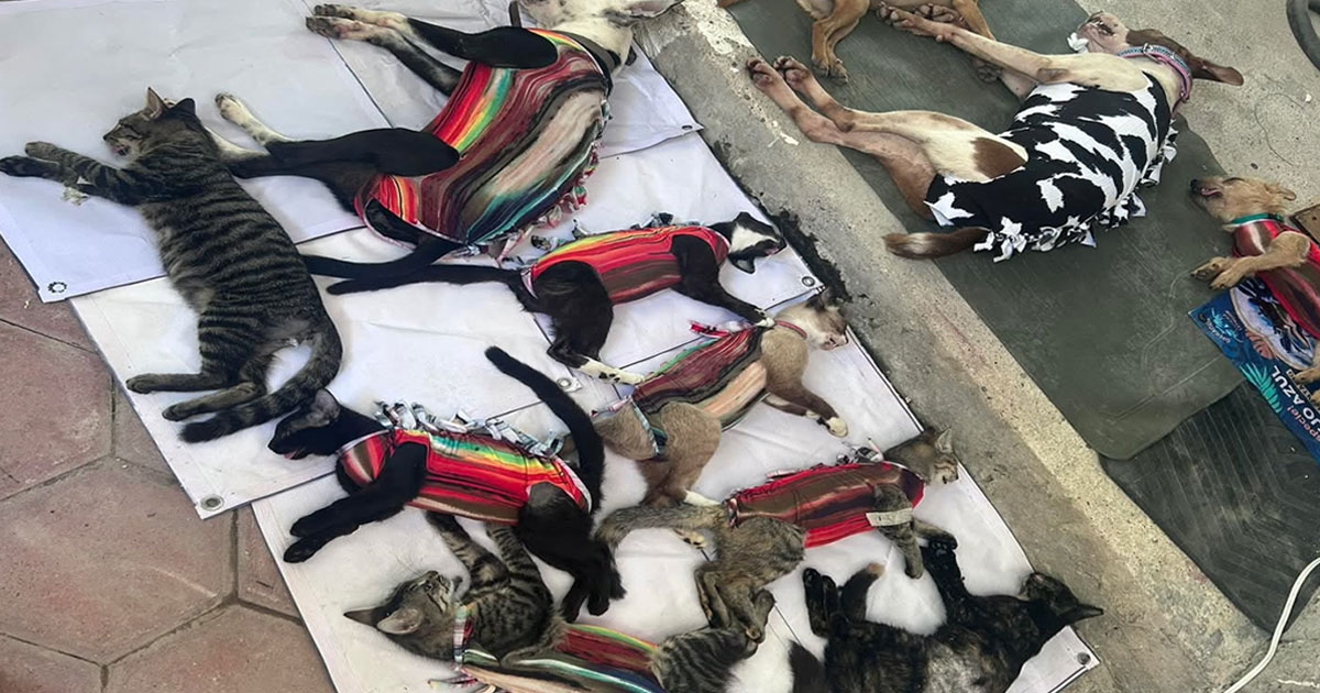 Esterilizan a 43 mascotas en jornada de Vida Silvestre en Gutiérrez Zamora