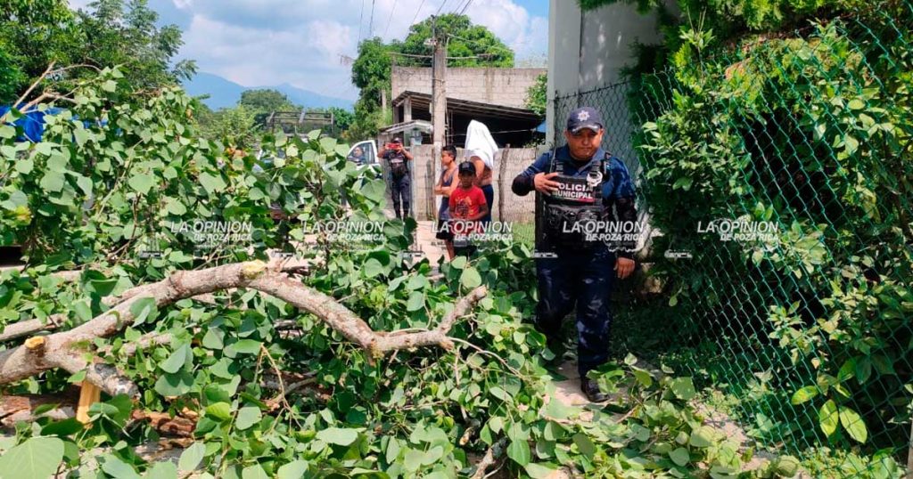 Camioneta se impacta en una barda y un árbol Camioneta se impacta en una barda y un árbol