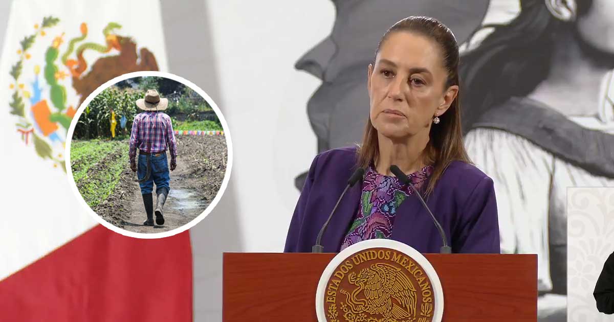 Sheinbaum prioriza apoyos a productores de maíz Sheinbaum prioriza apoyos a productores de maíz