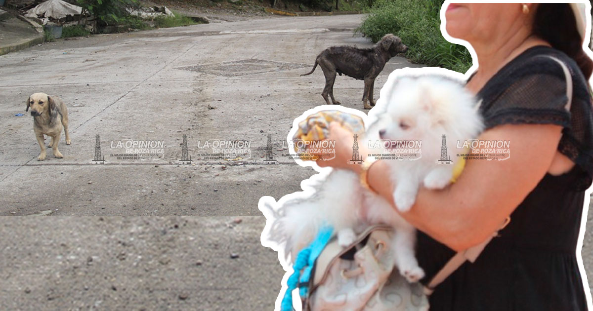 No abandonar mascotas si hay que evacuar el domicilio por inundación, piden activistas