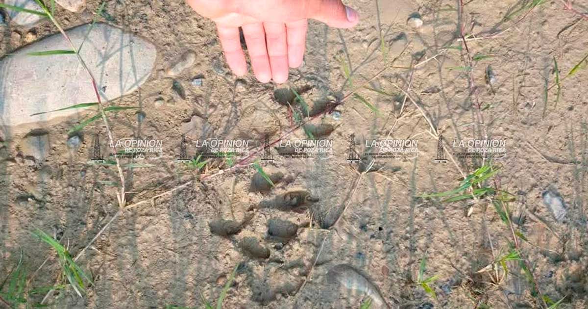 Alertan por posible avistamiento de tigre