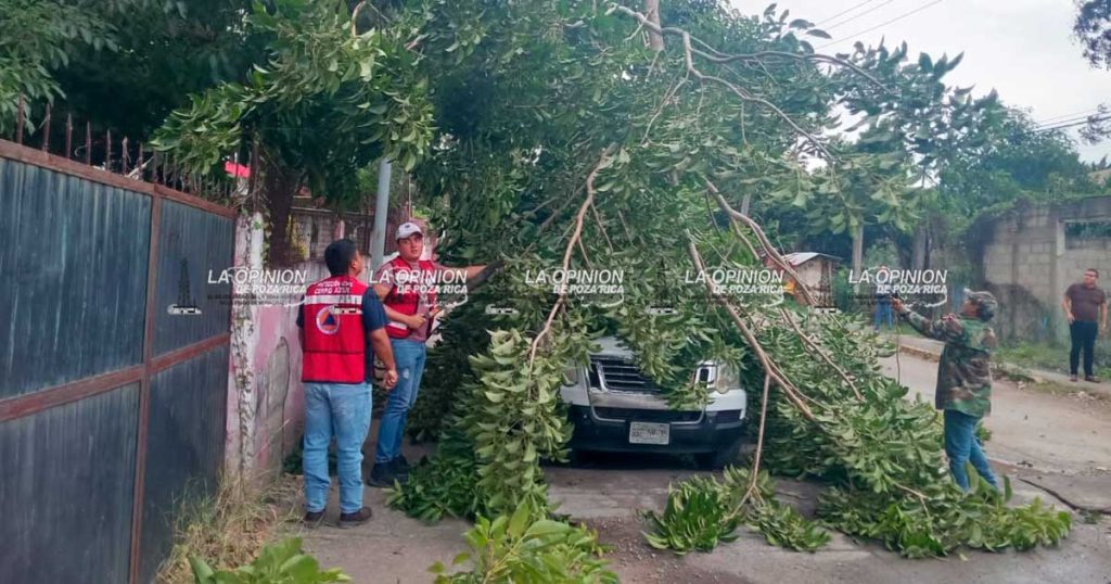 Caídas de árboles y cortes de energía eléctrica en Cerro Azul Caídas de árboles y cortes de energía eléctrica en Cerro Azul