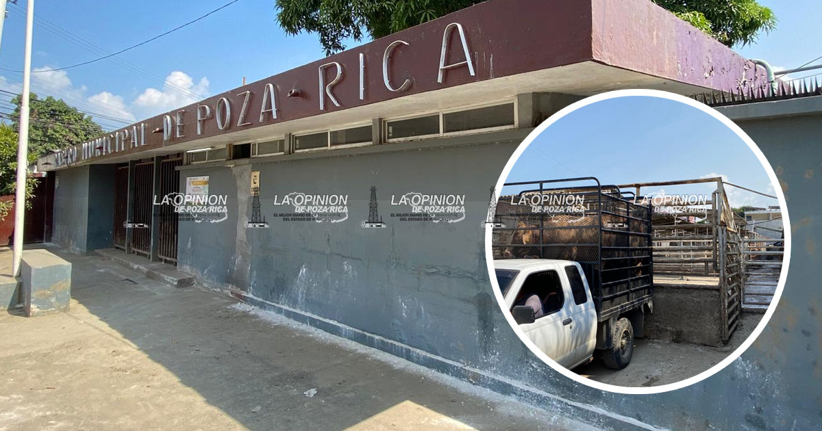 A 17 días de la inundación, reinicia actividades el Rastro Municipal A 17 días de la inundación, reinicia actividades el Rastro Municipal