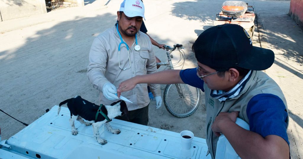 SEDEMA, con apoyo internacional para animales afectados en zona norte