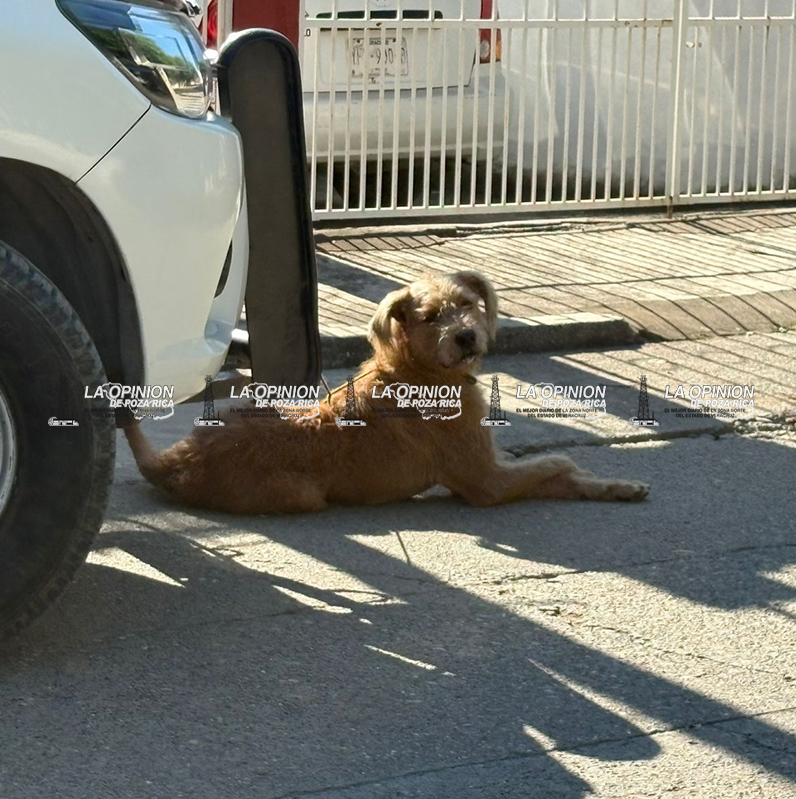 Canino muerde a tres personas