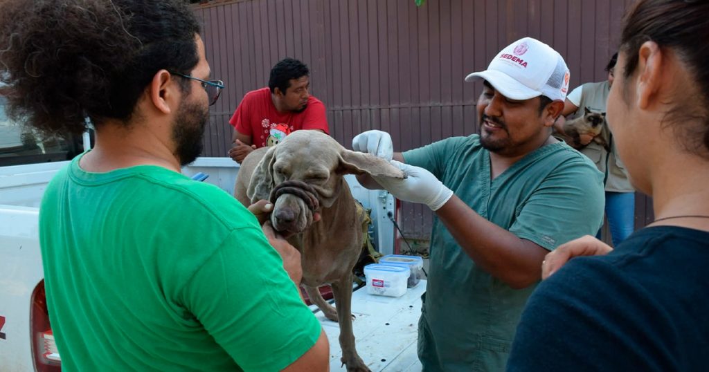 SEDEMA, con apoyo internacional para animales afectados en zona norte