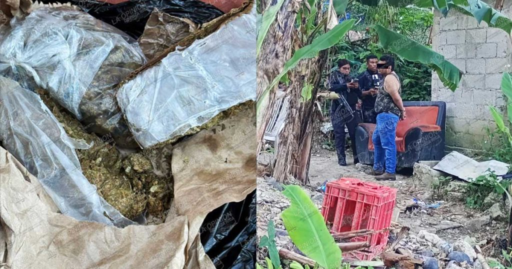 Aseguran tres kilos de marihuana tras operativo en la colonia Agustín Lara Aseguran tres kilos de marihuana tras operativo en la colonia Agustín Lara