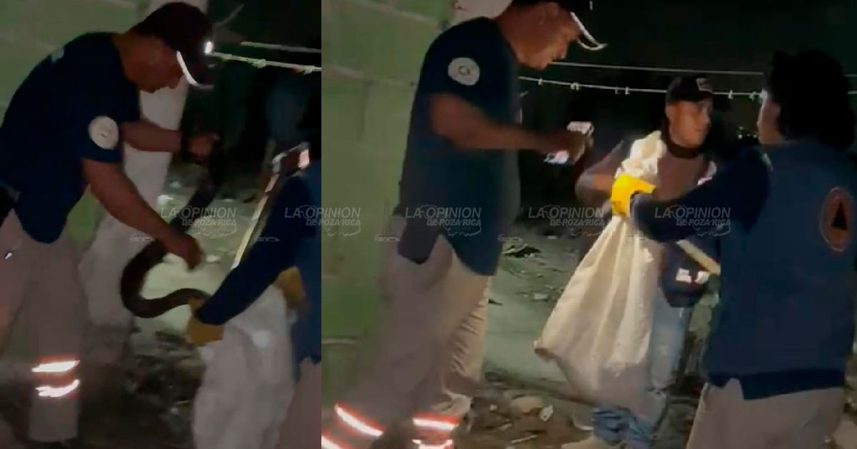 Capturan culebrón en la Morelos