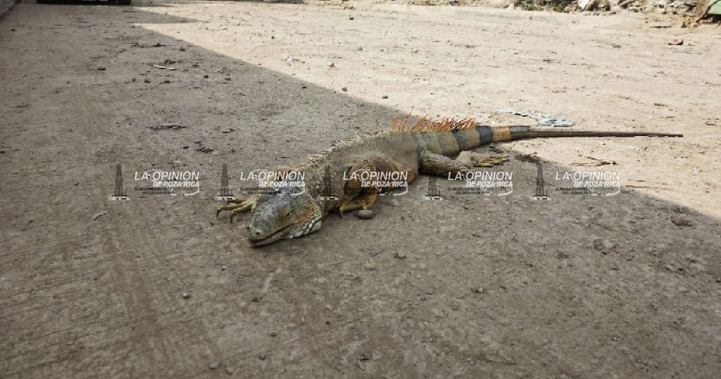Fauna en peligro en arroyos de Poza Rica Fauna en peligro en arroyos de Poza Rica