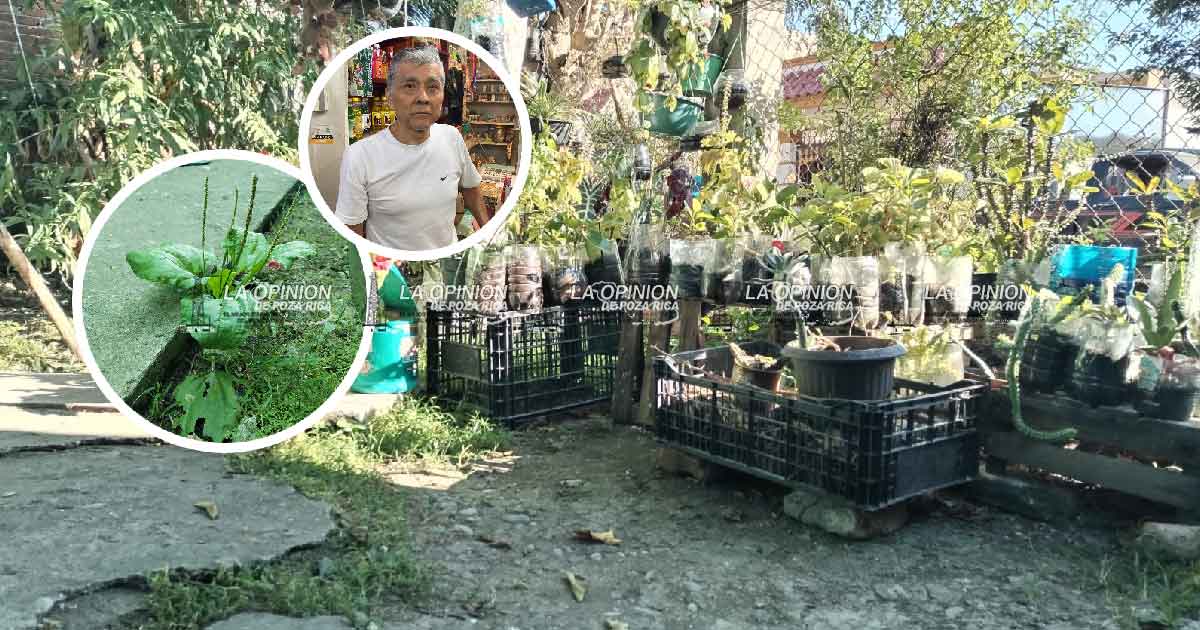 El Llantén, planta medicinal está en riesgo de desaparecer El Llantén, planta medicinal está en riesgo de desaparecer