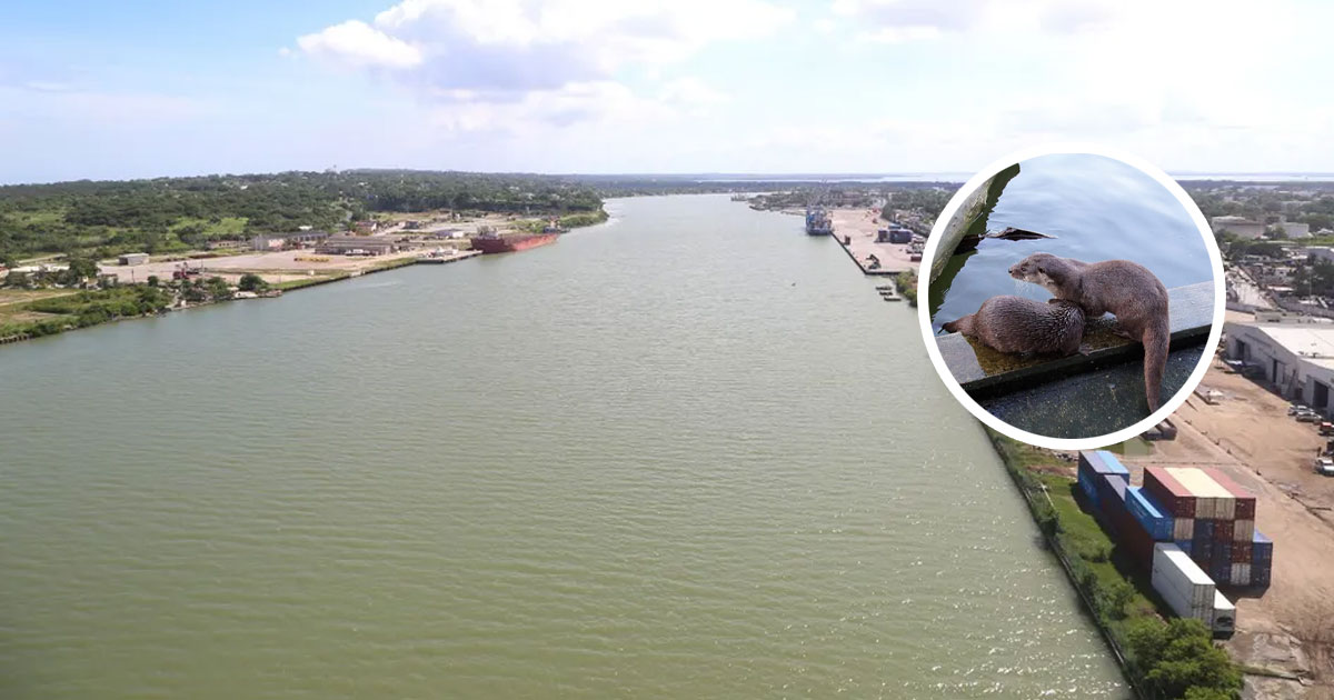 Río Pánuco agoniza entre contaminación, sobreexplotación y abandono Río Pánuco agoniza entre contaminación, sobreexplotación y abandono