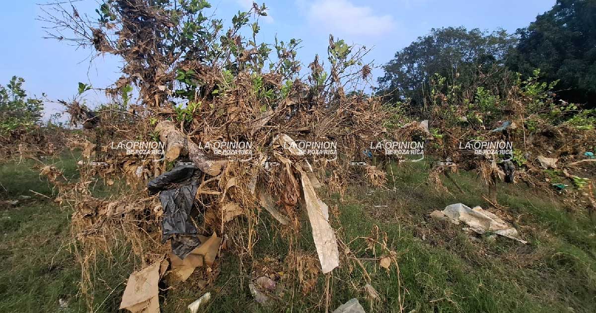 Exigen a Sedarpa panorama real de daños en citricultura Exigen a Sedarpa panorama real de daños en citricultura