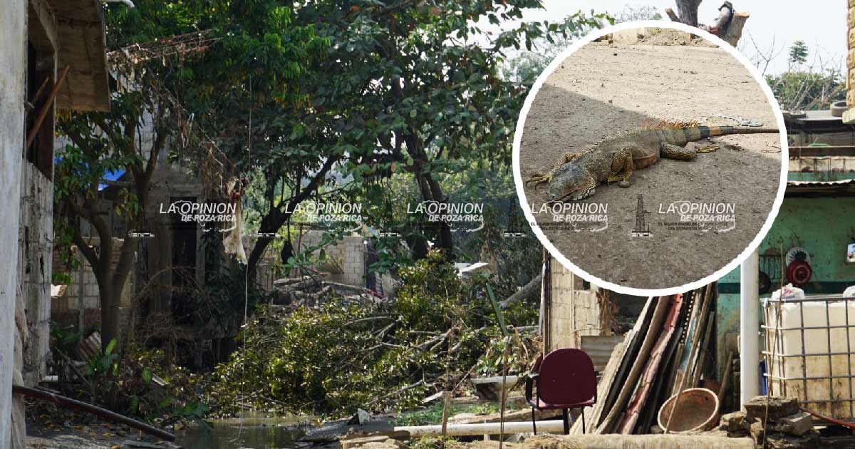 Fauna en peligro en arroyos de Poza Rica Fauna en peligro en arroyos de Poza Rica