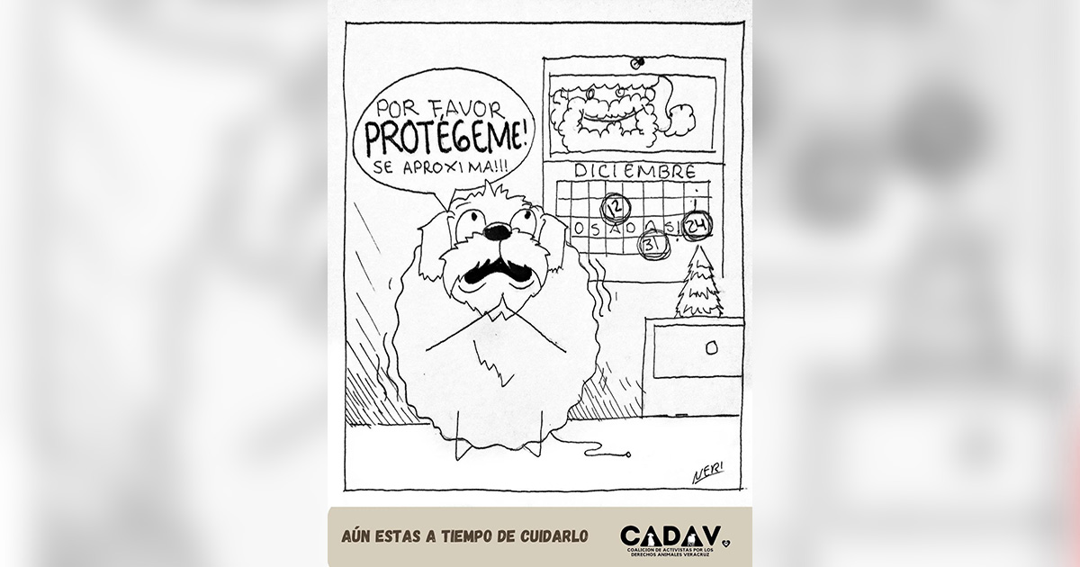 Cuidemos a nuestros animales en épocas de fiestas: Colectivos Cuidemos a nuestros animales en épocas de fiestas: Colectivos