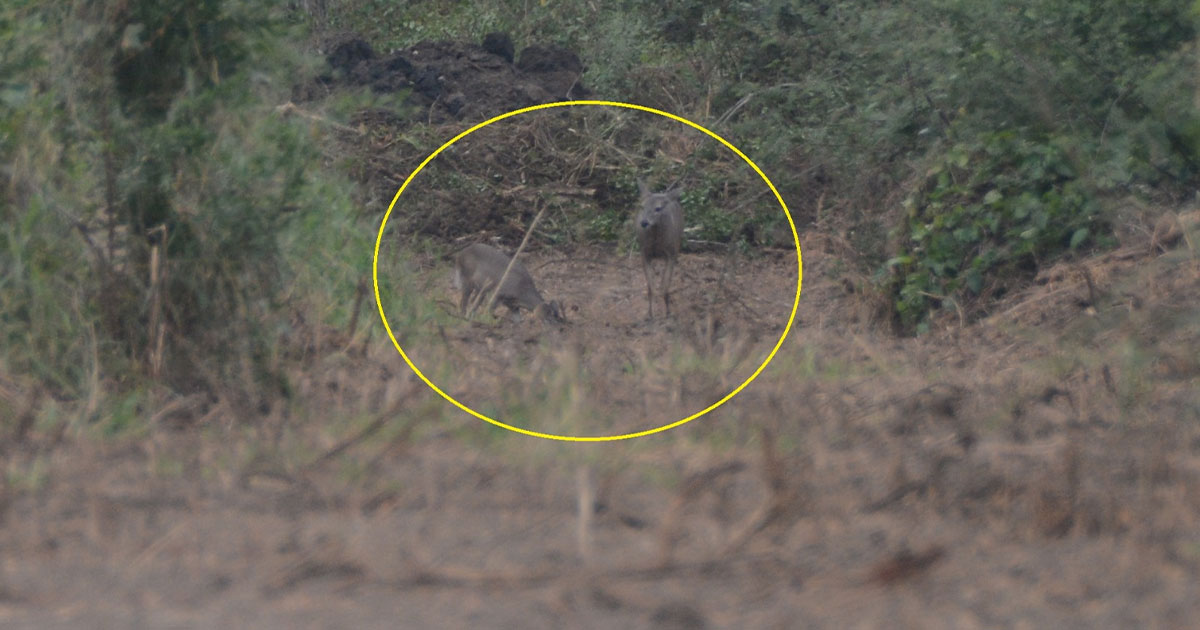 Piden proteger venados ante mayor avistamiento Piden proteger venados ante mayor avistamiento