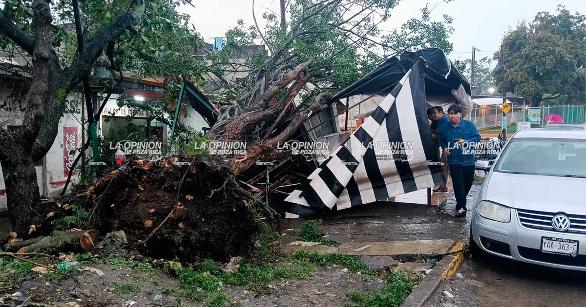 Árboles caídos en diversas partes de la ciudad por ingreso del Frente Frío No. 25 Árboles caídos en diversas partes de la ciudad por ingreso del Frente Frío No. 25