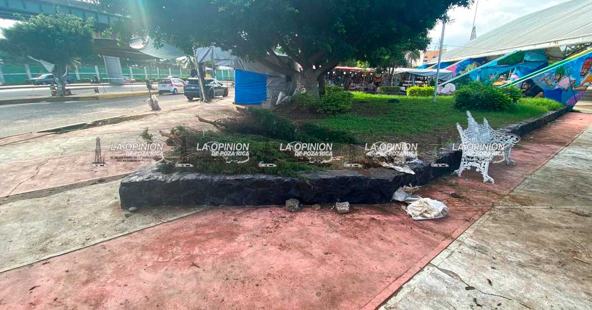 Caen ventas de arbolitos de Navidad, afectando la economía de comerciantes