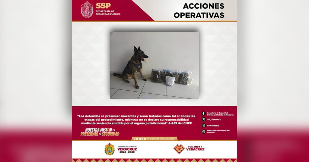 Asegura SSP más de cuatro kilogramos de presunta marihuana en Poza Rica Asegura SSP más de cuatro kilogramos de presunta marihuana en Poza Rica