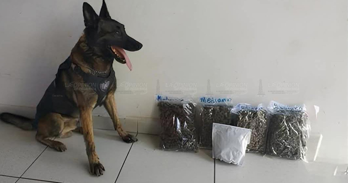 Asegura SSP más de cuatro kilogramos de presunta marihuana en Poza Rica Asegura SSP más de cuatro kilogramos de presunta marihuana en Poza Rica