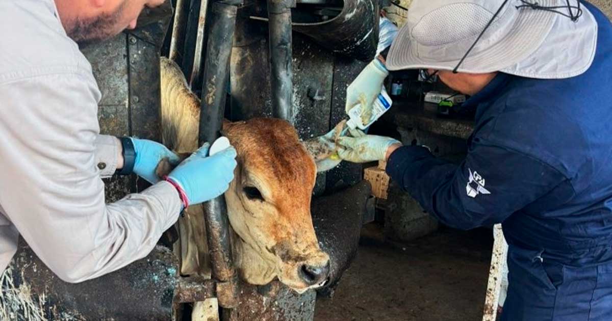 ALERTA SANITARIA FRENA AL GANADO