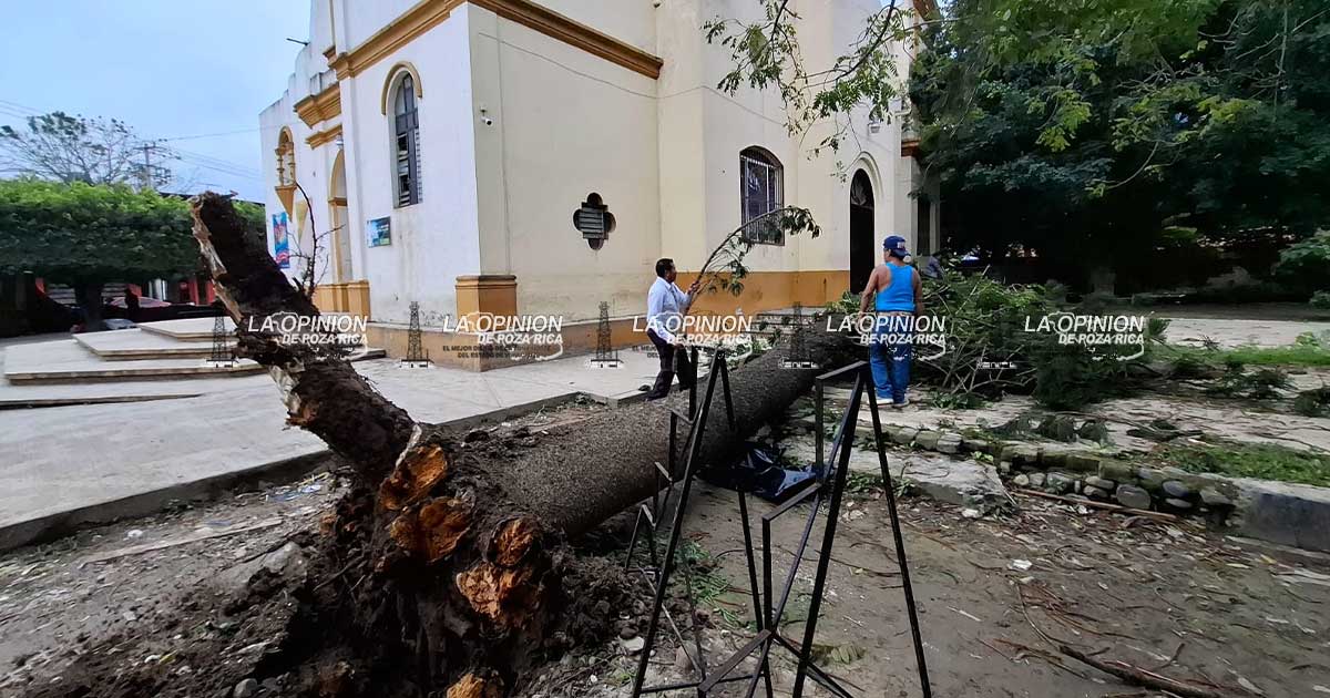 Norte derriba enorme pino en la Parroquia Norte derriba enorme pino en la Parroquia