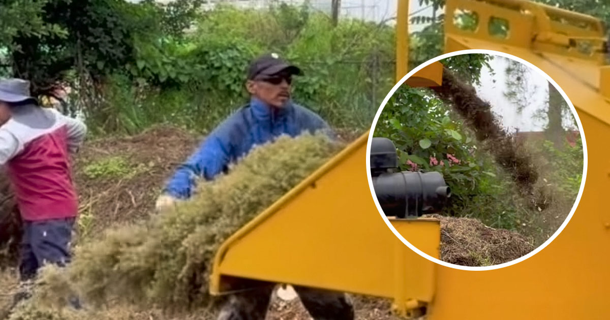 Continúa el acopio de arbolitos con la campaña EcoNavidad Continúa el acopio de arbolitos con la campaña EcoNavidad