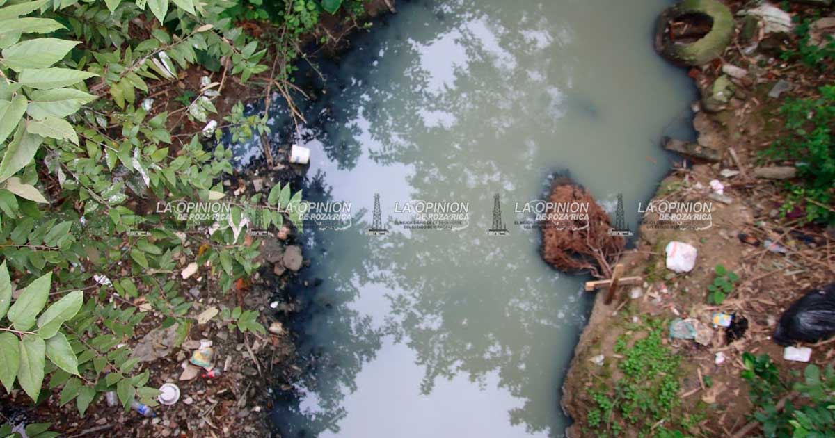 PINOS NAVIDEÑOS ACABAN EN ARROYOS PINOS NAVIDEÑOS ACABAN EN ARROYOS