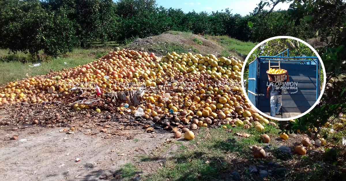 Crisis en el campo provoca caída del 80% de economía Crisis en el campo provoca caída del 80% de economía