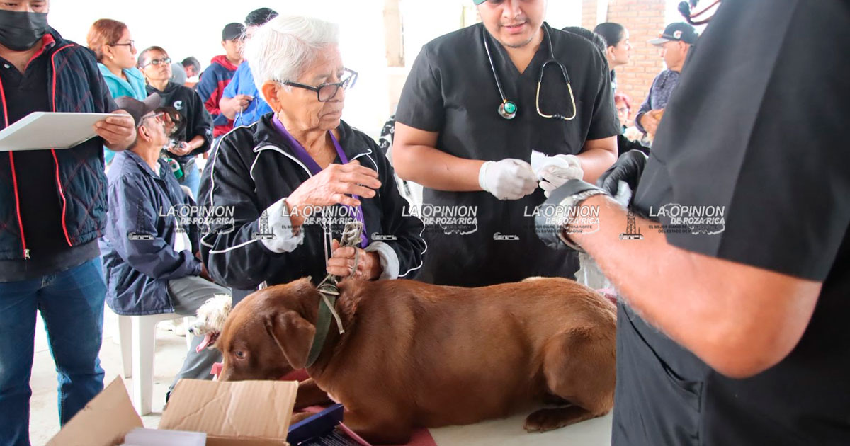 Llevarán jornadas de salud animal a colonias afectadas por la inundación Llevarán jornadas de salud animal a colonias afectadas por la inundación