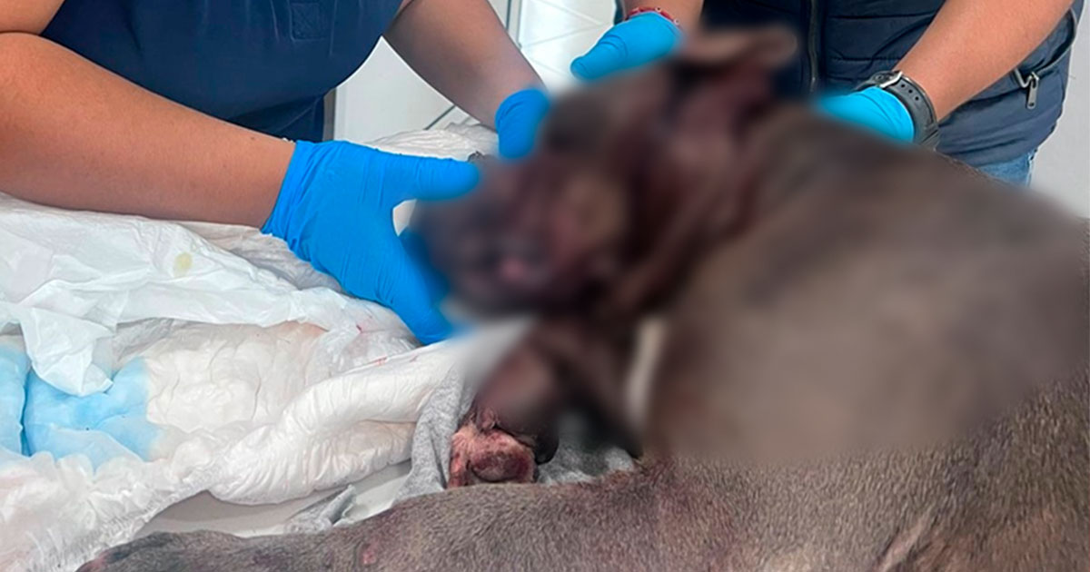 Jorge Alanís condena agresión a perrito Jorge Alanís condena agresión a perrito