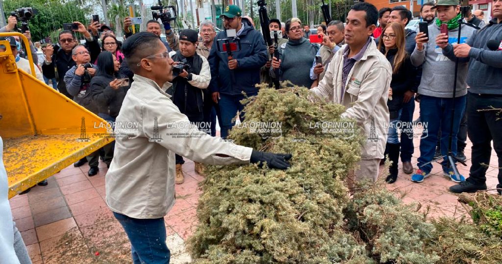 Habilitan 18 puntos de acopio de arbolitos de Navidad