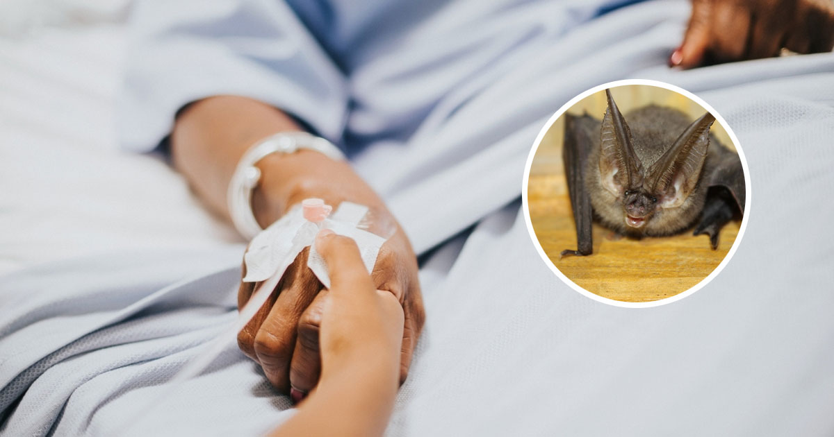 Alerta sanitaria por rabia humana tras ataque de murciélago Alerta sanitaria por rabia humana tras ataque de murciélago